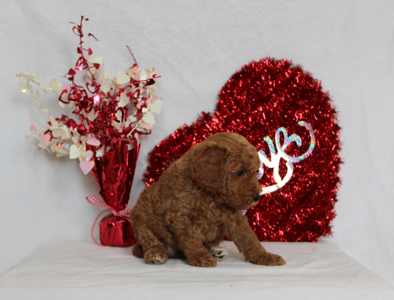 puppy, for, sale, Mini Berndoodle F2B, Matthew B. Stoltzfus, dog, breeder, Gap, PA, dog-breeder, puppy-for-sale, forsale, nearby, find, puppyfind, locator, puppylocator, aca